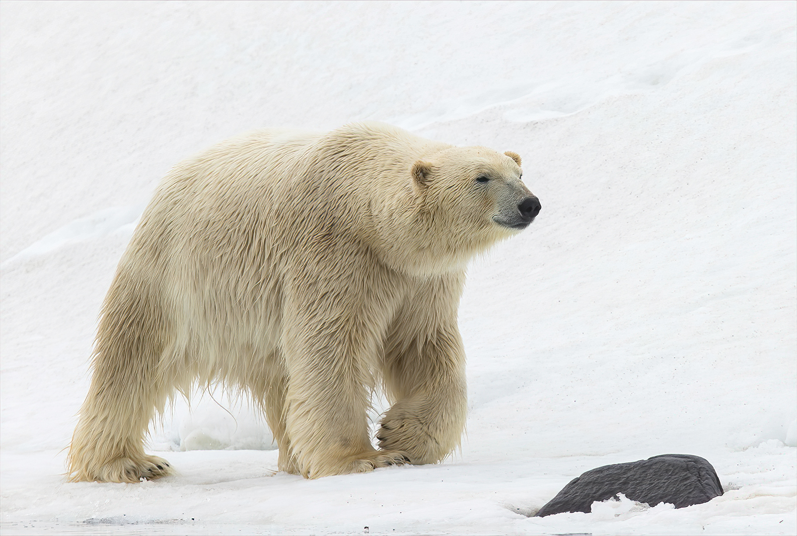 Jennifer Margaret Webster (England) Large Male Polar Bear Walks The Flow Edge